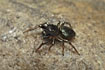 The rare jumping spider Heliophanus auratus