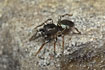 The rare jumping spider Heliophanus auratus