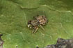 The tiny jumping spider Ballus.