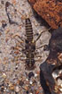 Nymph of the big stonefly Perlodes microcephala