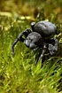 Female Ladybird spider