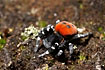 Male Ladybird spider