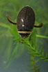 Photo of (Graphoderus zonatus). Photographer: 