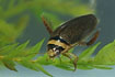 The Water beetle Graphoderus zonatus