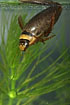 The Water beetle Graphoderus zonatus
