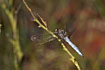 Photo ofKeeled Skimmer (Orthetrum coerulescens). Photographer: 