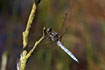 Male Keeled skimmer resting on a twig