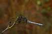 Photo ofKeeled Skimmer (Orthetrum coerulescens). Photographer: 