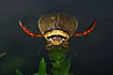 The rare water beetle Graphoderus bilineatus