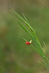 Photo ofSea pea (Lathyrus sphaericus). Photographer: 