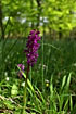 Early-Purple Orchid in the forest
