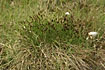 Photo ofBrown bog-rush (Schoenus ferrugineus). Photographer: 