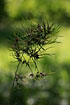 Photo ofAlpine bluegrass (Poa alpina var. vivipara). Photographer: 