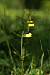 Photo ofCommon Cow-wheat (Melampyrum pratense). Photographer: 