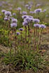 Foto af Kugleblomst (Globularia vulgaris). Fotograf: 