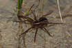 A big female Raft spider