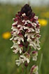 Photo ofBurnt Orchid (Orchis ustulata). Photographer: 