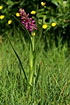 Photo ofEarly Marsh-orchid (Dactylorhiza incarnata ssp. incarnata). Photographer: 