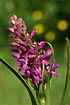 Early marh-Orchid