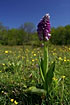 An impressive Military orchid