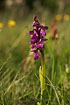 Photo ofGreen-winged Orchid (Orchis morio). Photographer: 