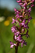 Photo ofFragrant Orchid  (Gymnadenia conopsea). Photographer: 