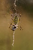 Wasp spider with prey