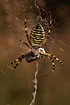 Female Wasp spider with its prey