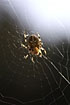 Araneus quadratus in its web