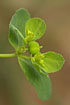 Foto af Skrm-vortemlk (Euphorbia helioscopia). Fotograf: 