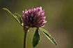 Foto af Rd-Klver (Trifolium pratense). Fotograf: 