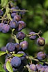 Foto af Slen (Prunus spinosa). Fotograf: 