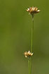 Photo ofWhite Beak-Sedge (Rhynchospora alba). Photographer: 