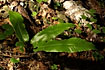 Foto af Hjortetunge (Phyllitis scolopendrium). Fotograf: 