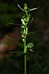 Inflorescence of the Longbract Frog Orchid 