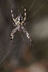 Garden spider in its web