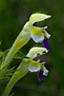 Close-up of the flower of the Large-flowered Hemp-Nettle