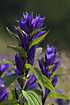 The erect form of Willow gentian
