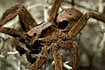 Close up of a male wolf spider