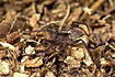 Female wolf spider with egg sac