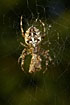 Garden spider with prey
