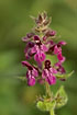 Inflorescence of the Marsh-Woundwort