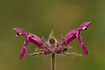 Two flowers of the Marsh-Woundwort