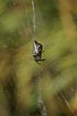 The spider Cyclosa conica in its web