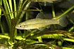 The introduced Topmouth gudgeon (captive animal)