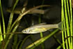 The introduced Topmouth gudgeon (captive animal).