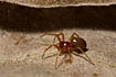 Female of the money spider Gonatium rubens