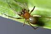 Male dwarf spider