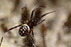 Foto af Hvidplettet voksedderkop (Steatoda albomaculata). Fotograf: 