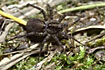 Photo of (Pardosa amentata). Photographer: 